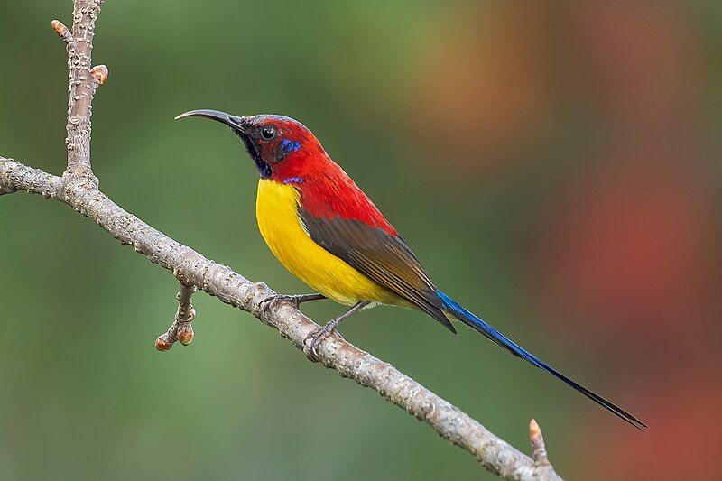 File:Mrs. Gould's-Sunbird cropped.jpg