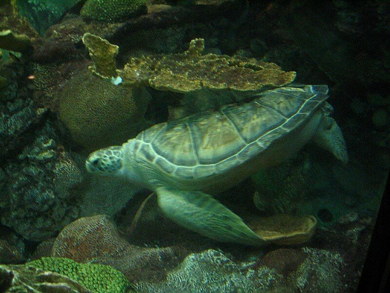 File:Nick (Sea Turtle).jpg