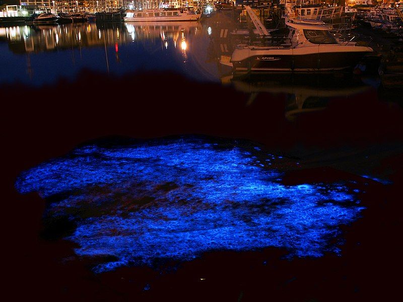 File:Noctiluca scintillans.jpg