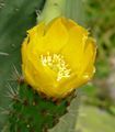 Opuntia ficus-indica