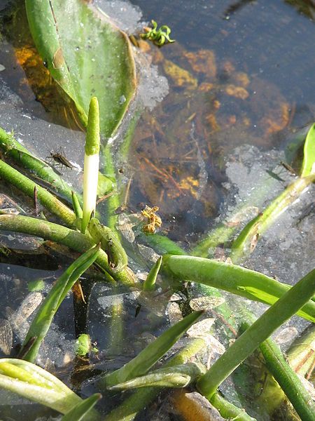 File:Orontium aquaticum opening2.jpg