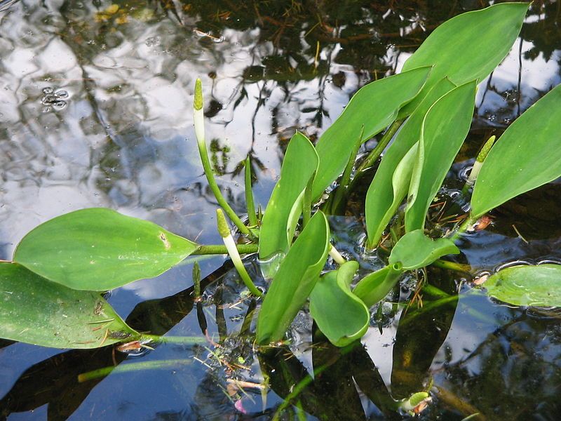 File:Orontium aquaticum opening3.jpg