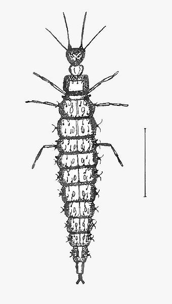 File:OsmylusLarva.jpg