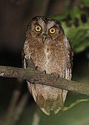 Pemba Scops Owl (Q1266938)