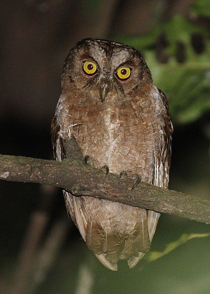 File:Otus pembaensis 6713751.jpg