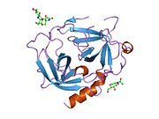 1nn6: Human Pro-Chymase