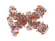 3exg: Crystal structure of the pyruvate dehydrogenase (E1p) component of human pyruvate dehydrogenase complex