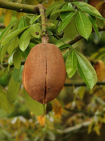 File:Pachira aquatica (fruit).jpg