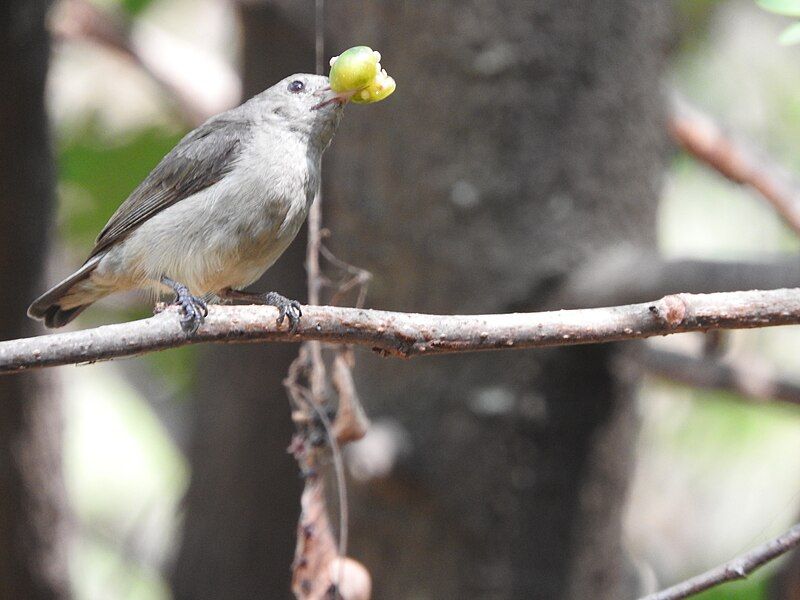 File:Pale Billed Flowerpecker.jpg