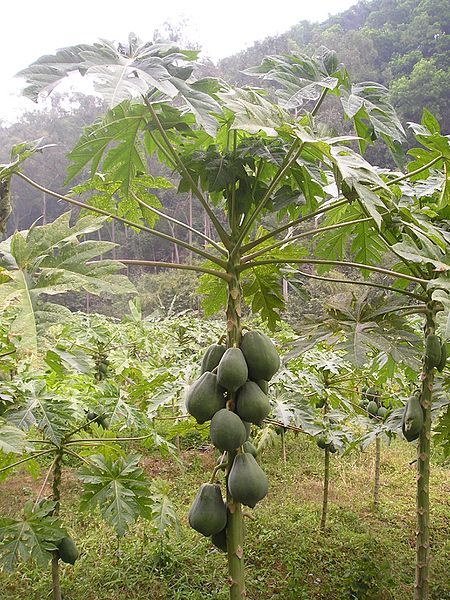 File:Papaya tree.jpg