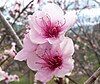 Two blooming pink flowers