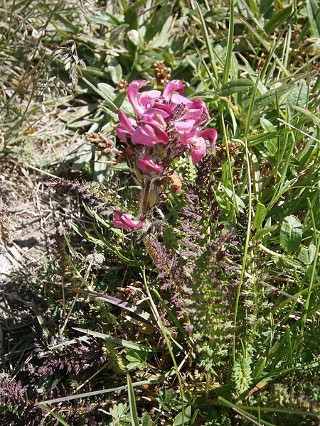 File:Pedicularis cenisia03.jpg