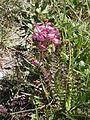 Pedicularis cenisia