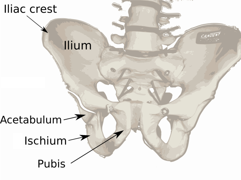 File:Pelvis diagram.png