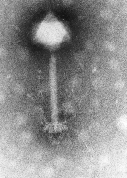 File:Phage S-PM2.png