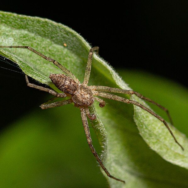 File:Philodromus placidus male.jpg