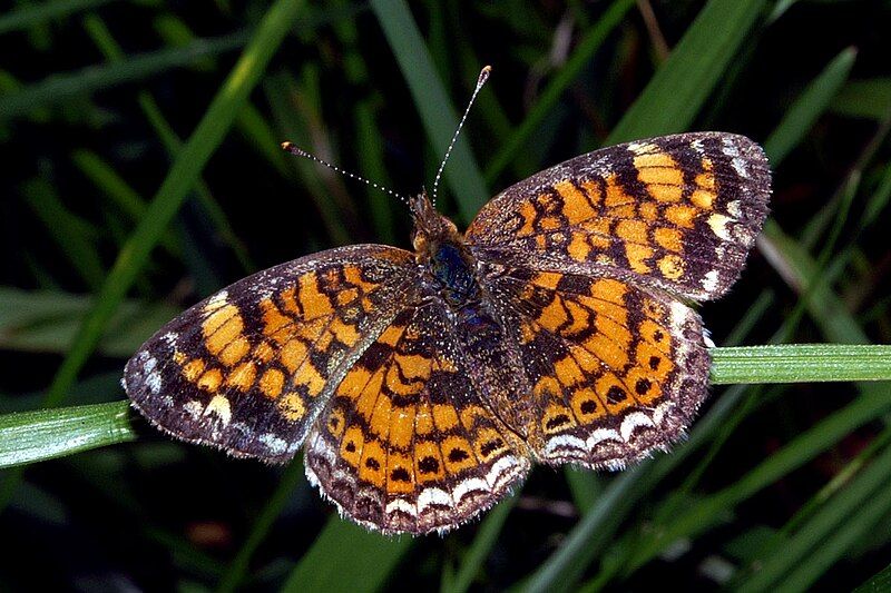 File:Phyciodes tharos 4.jpg