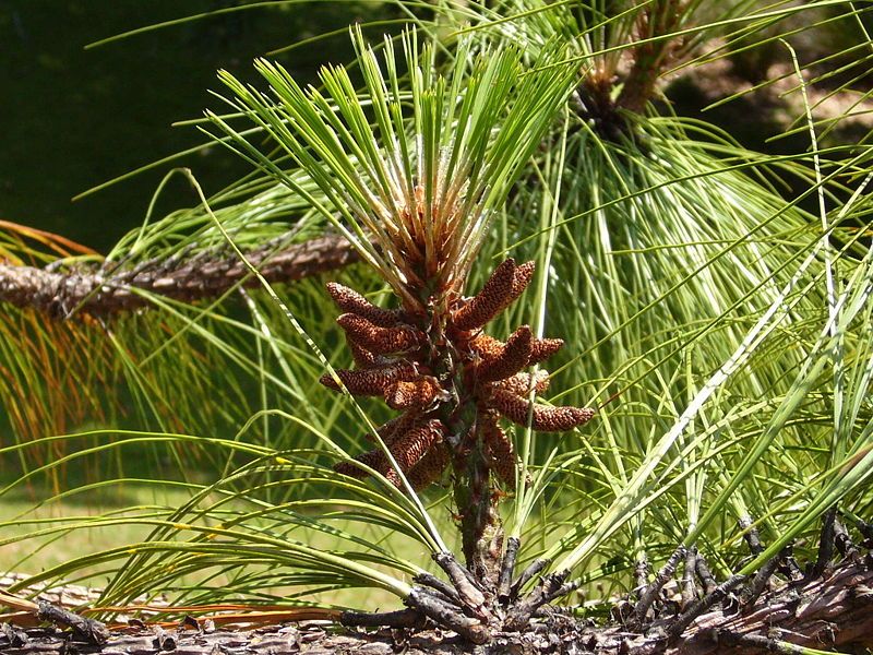 File:Pinus devoniana 01.jpg