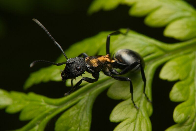 File:Polyrhachis ornata.jpg