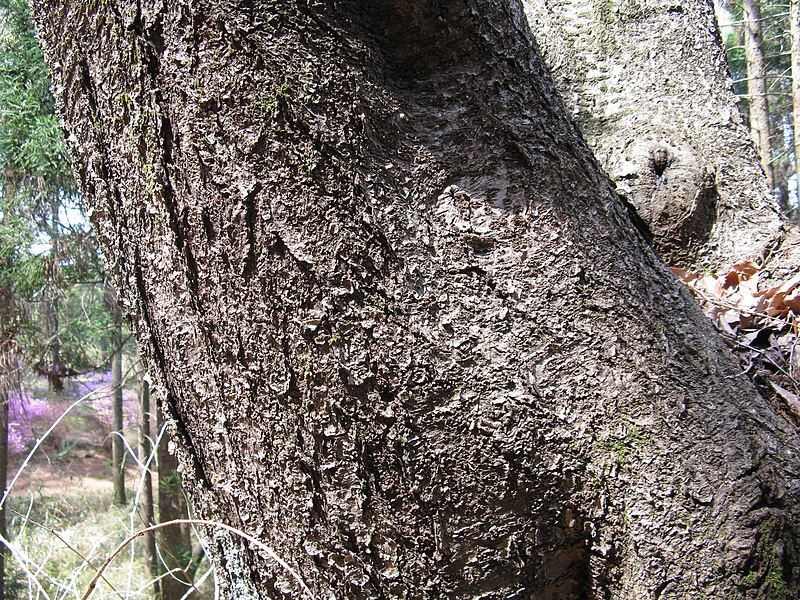 File:Prunus verecunda1.jpg