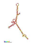 isrG Hfq binding RNA: Predicted secondary structure taken from the Rfam database. Family RF01390.