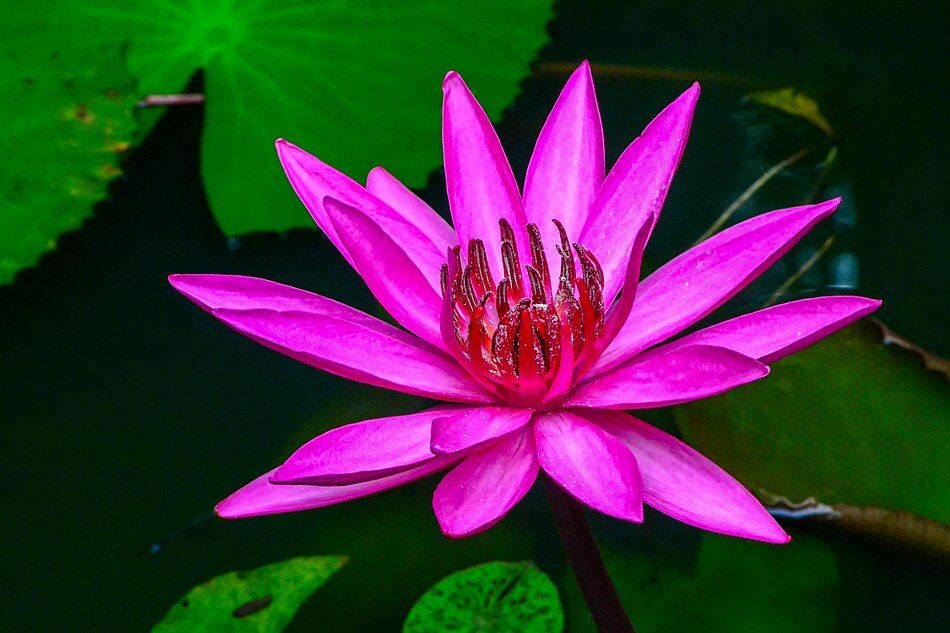 Stamens of Nymphaea rubra without sterile apical appendage