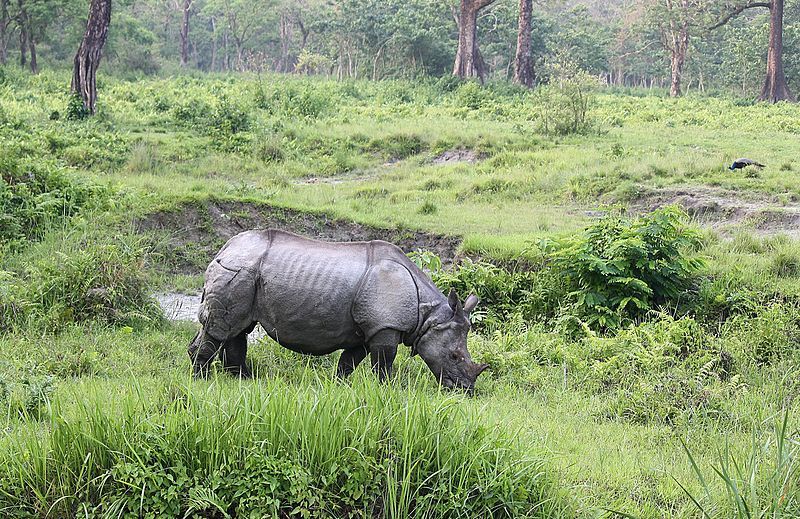 File:Rhino at Jaldapara.jpg