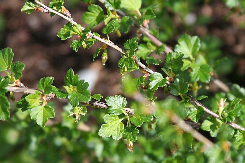 File:Ribes rotundifolium 233-007.jpg