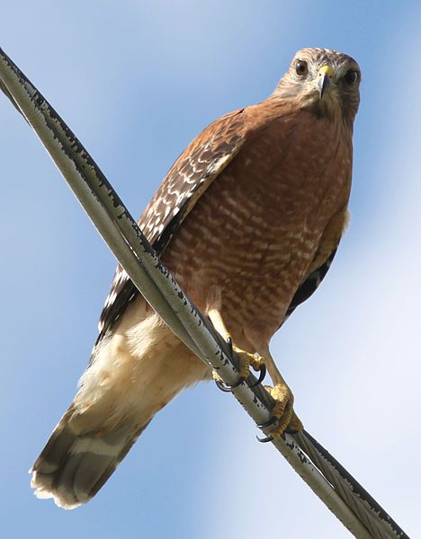 File:Rkinch red-shouldered hawk.jpg