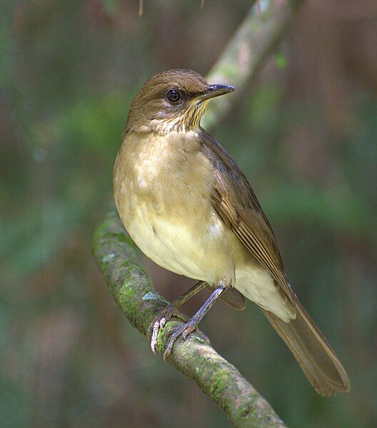 File:SABIÁ-POCA (Turdus amaurochalinus)2.jpg