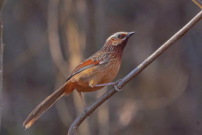 File:STRIPED-LAUGHINGTHRUSH.jpg