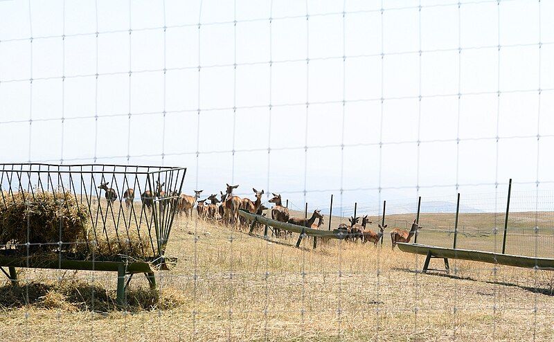 File:Safari park shamakhi.jpg