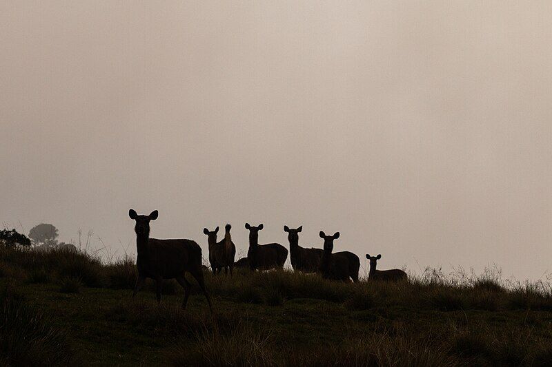 File:Samba deers.jpg