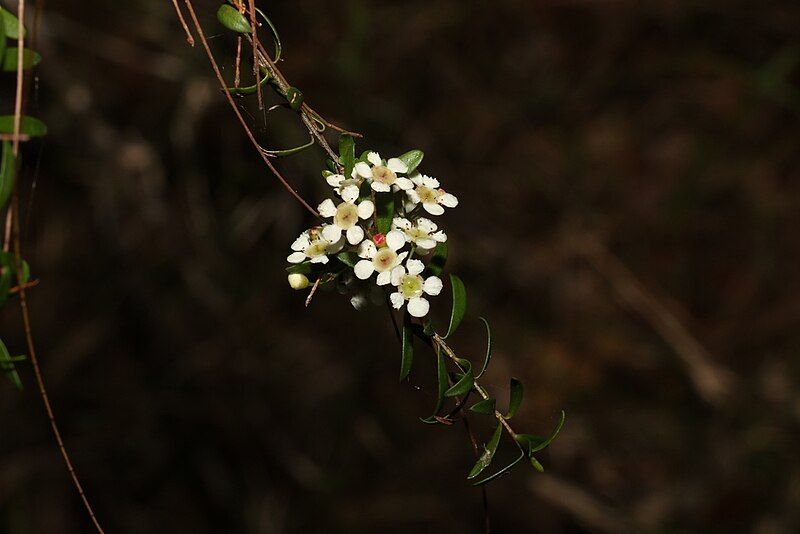 File:Sannantha collina.jpg