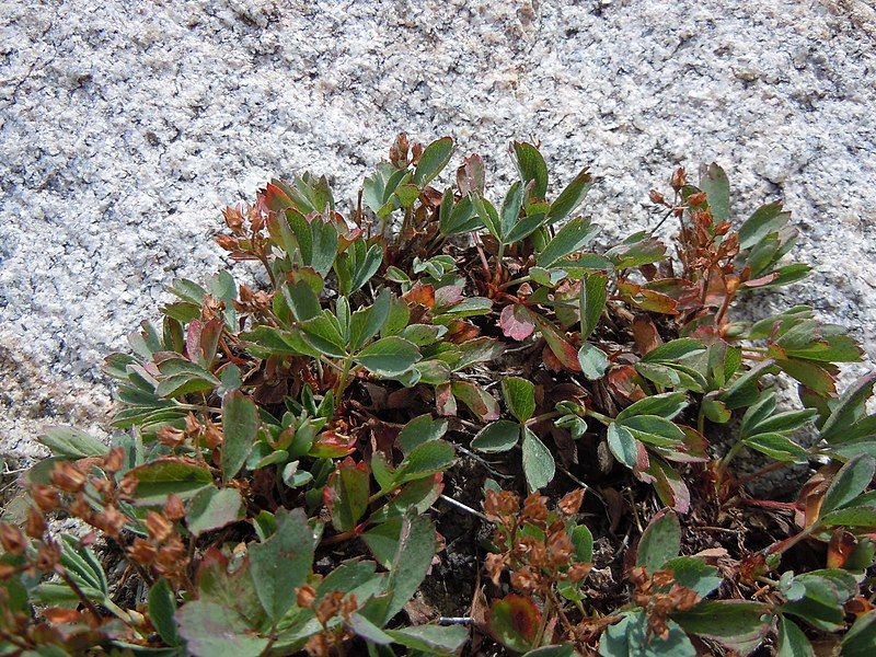 File:Sibbaldia procumbens (5065856413).jpg