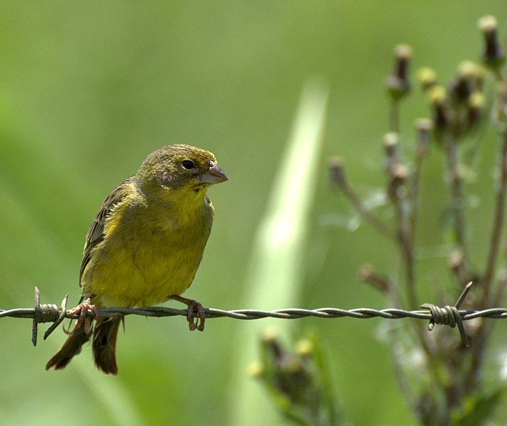 File:Sicalis luteola.jpg