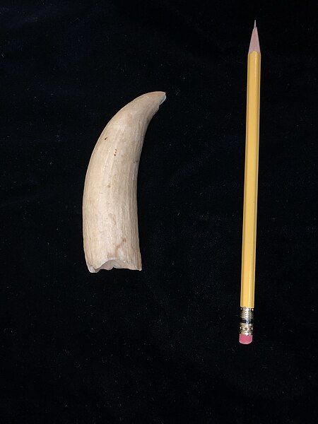 File:Sperm whale tooth.jpg