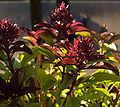 Late summer Thai basil flowers