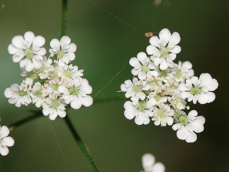 File:Torilis japonica.jpeg