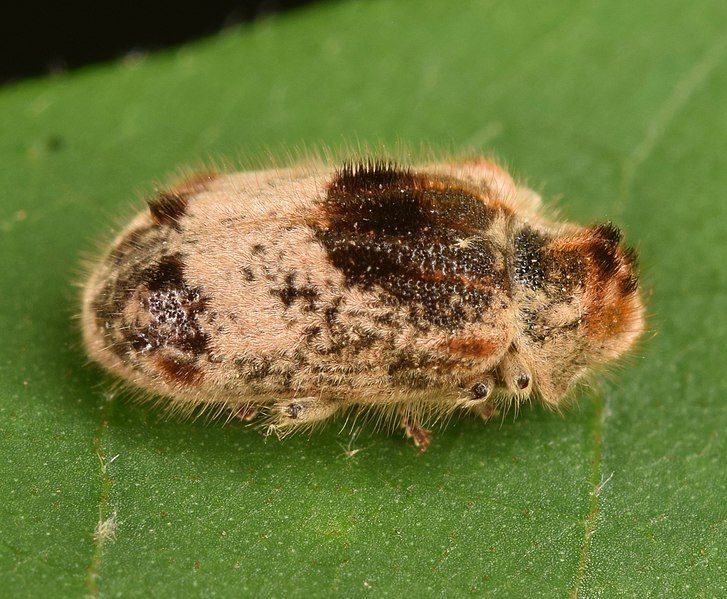 File:Trichodesma gibbosa (49122507726).jpg