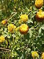 Trifolium badium