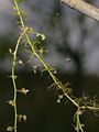 Small bladderwort.