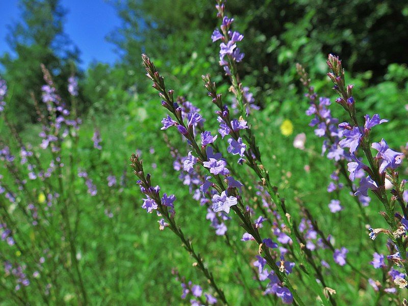 File:Verbena halei.jpg