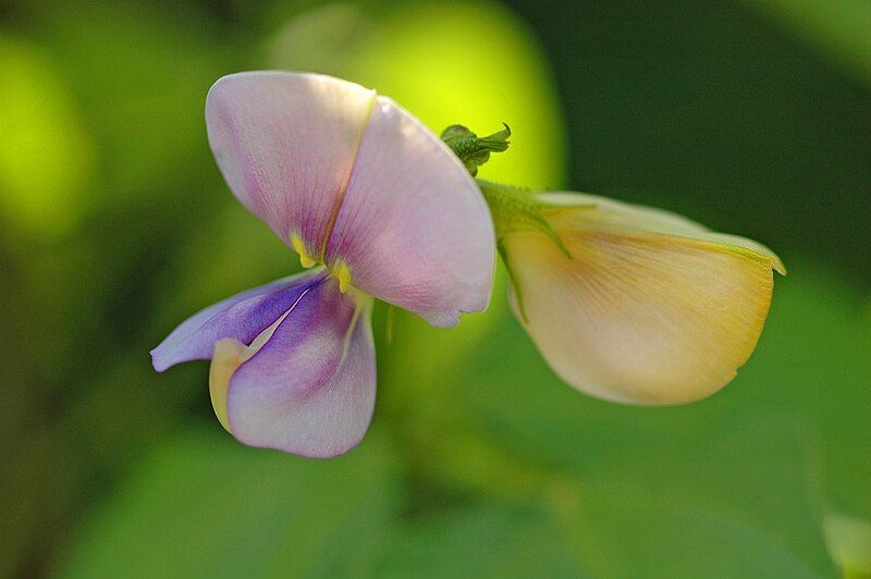 File:Vigna unguiculata 02.jpg