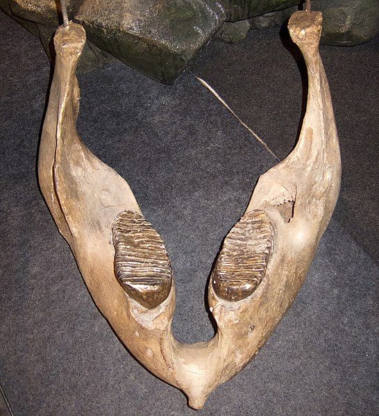 File:Woolly mammoth jaw.jpg