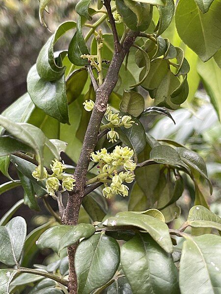 File:Zanthoxylum scandens.jpg