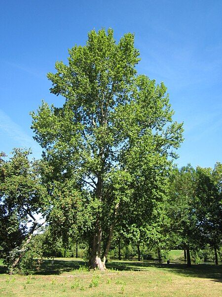 File:20120827Populus × canescens.jpg