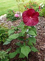 Maroon flower