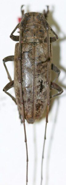 File:Acalolepta griseofasciata.jpg