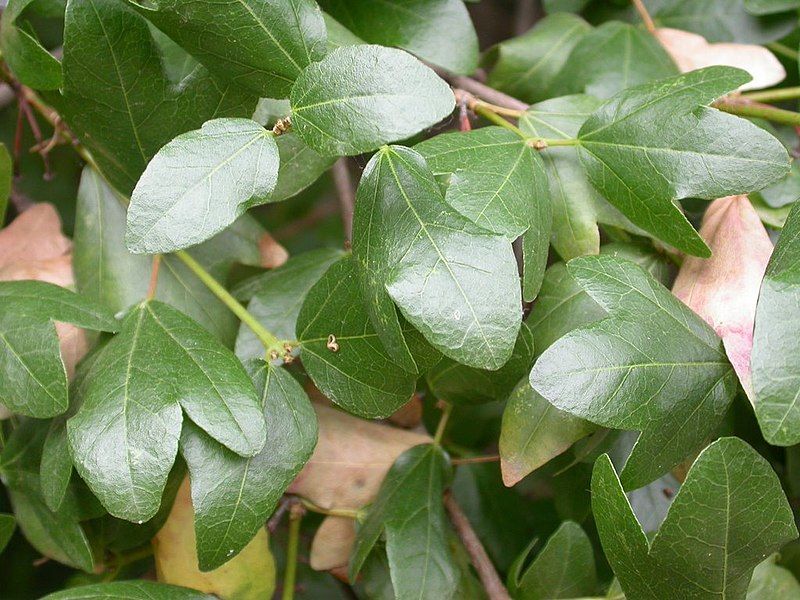 File:Acer sempervirens leaves.jpg